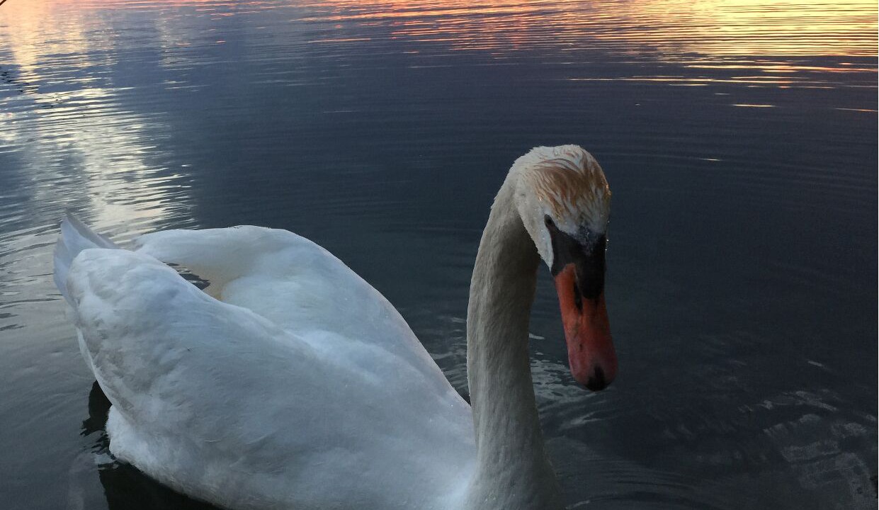 Photo of Others in West Lake