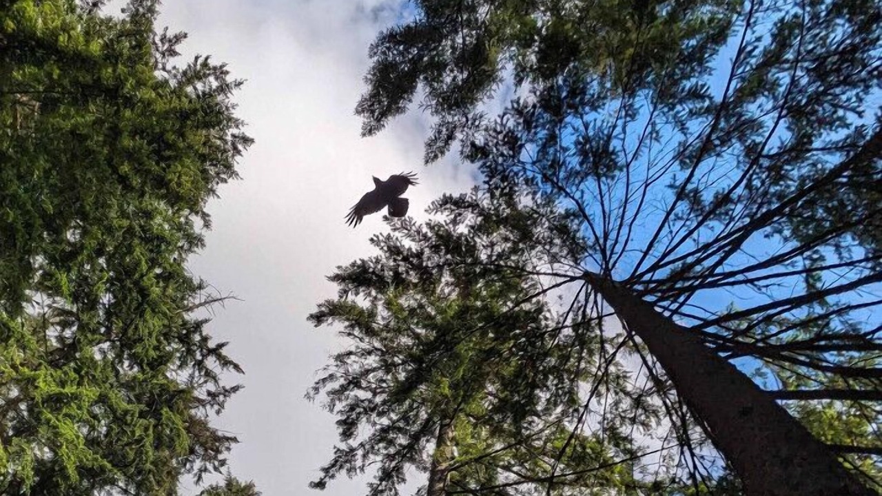 Photo of Outdoor in Bowen Island