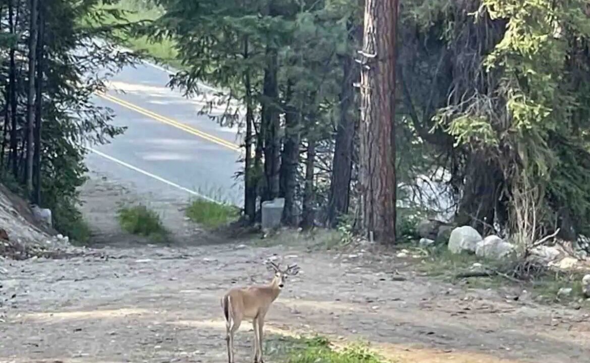 Photo of Others in Central Kootenay