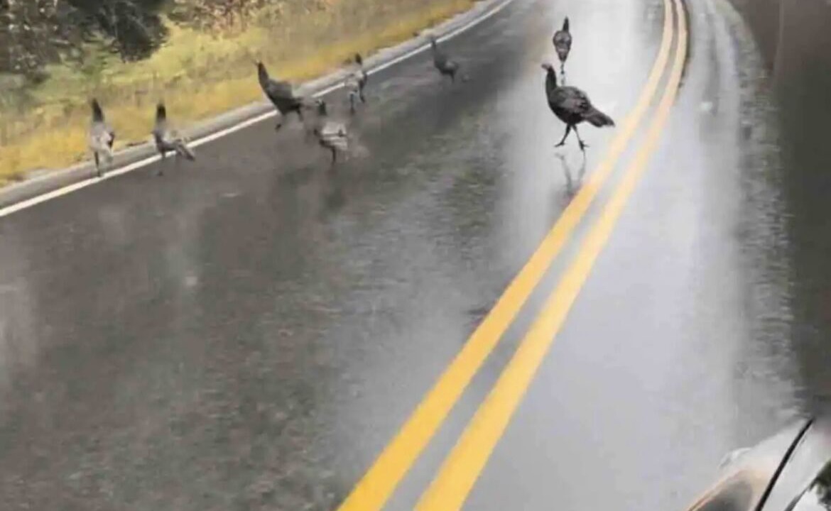 Photo of Others in Central Kootenay