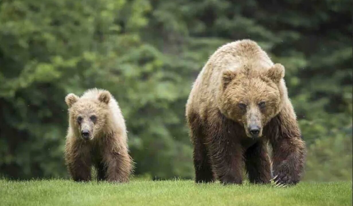 Photo of Others in Cougar Creek