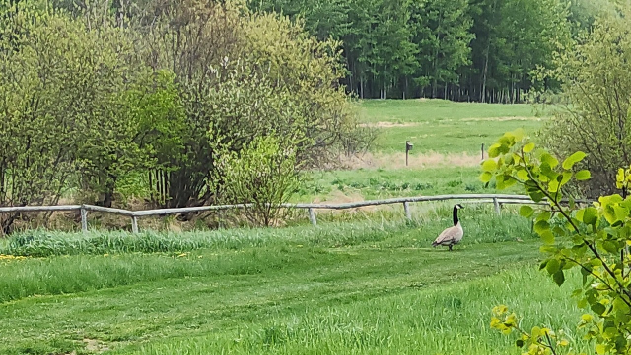Photo of Others in Parkland County