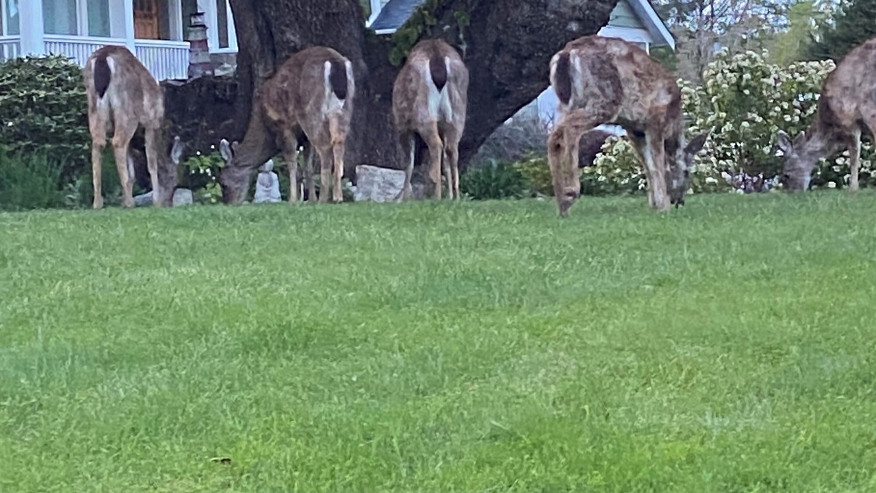 Photo of Outdoor in Sooke