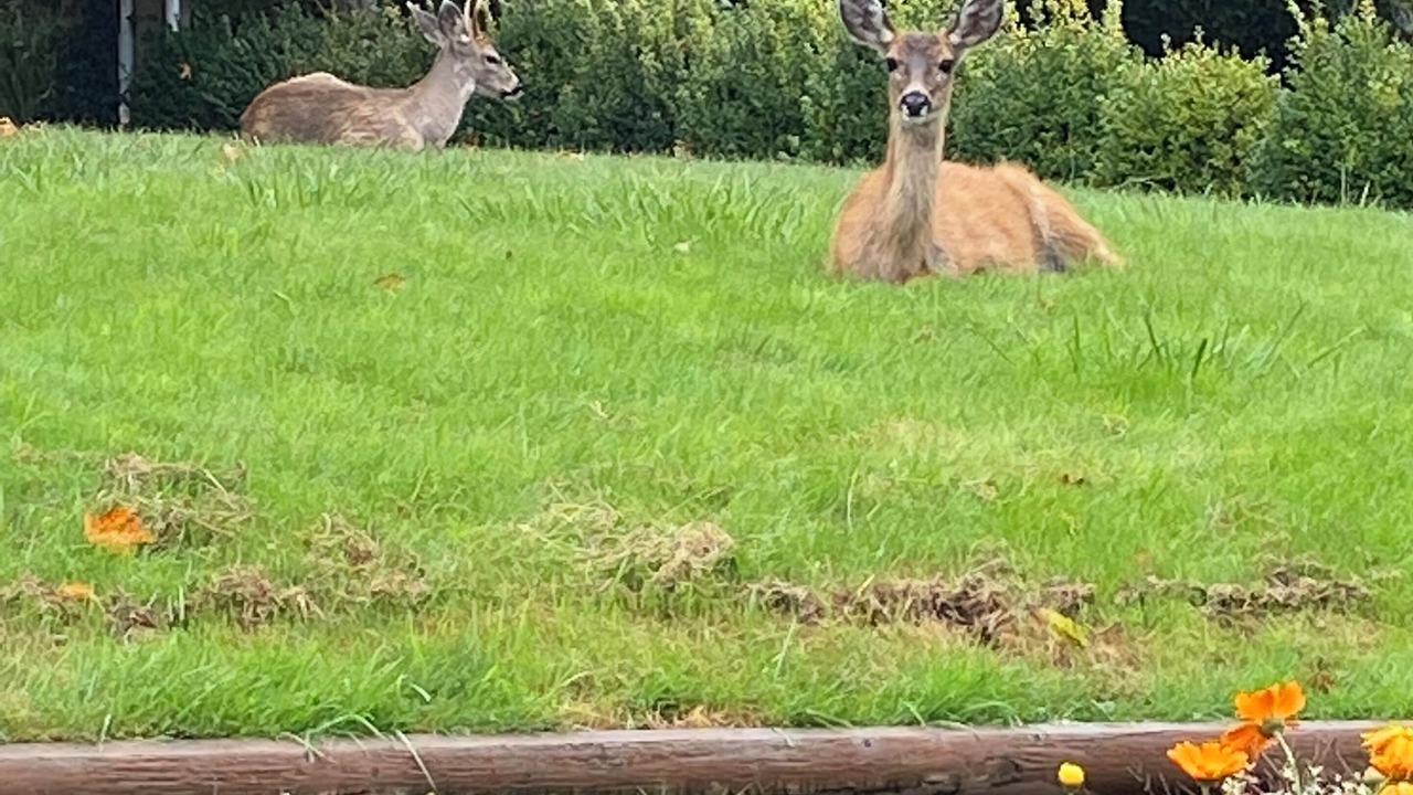 Photo of Outdoor in Sooke