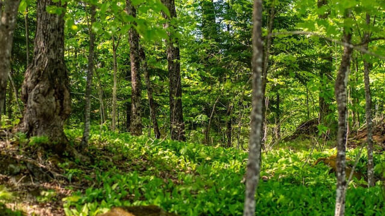 Photo of Others in Algonquin Highlands