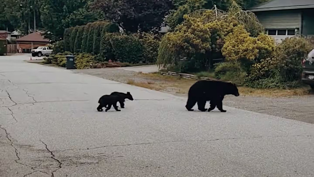 Photo of Others in Garibaldi Highlands