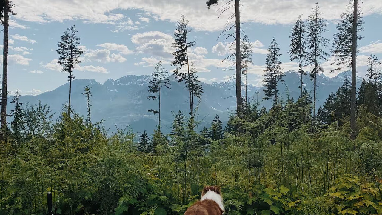 Photo of Others in Garibaldi Highlands