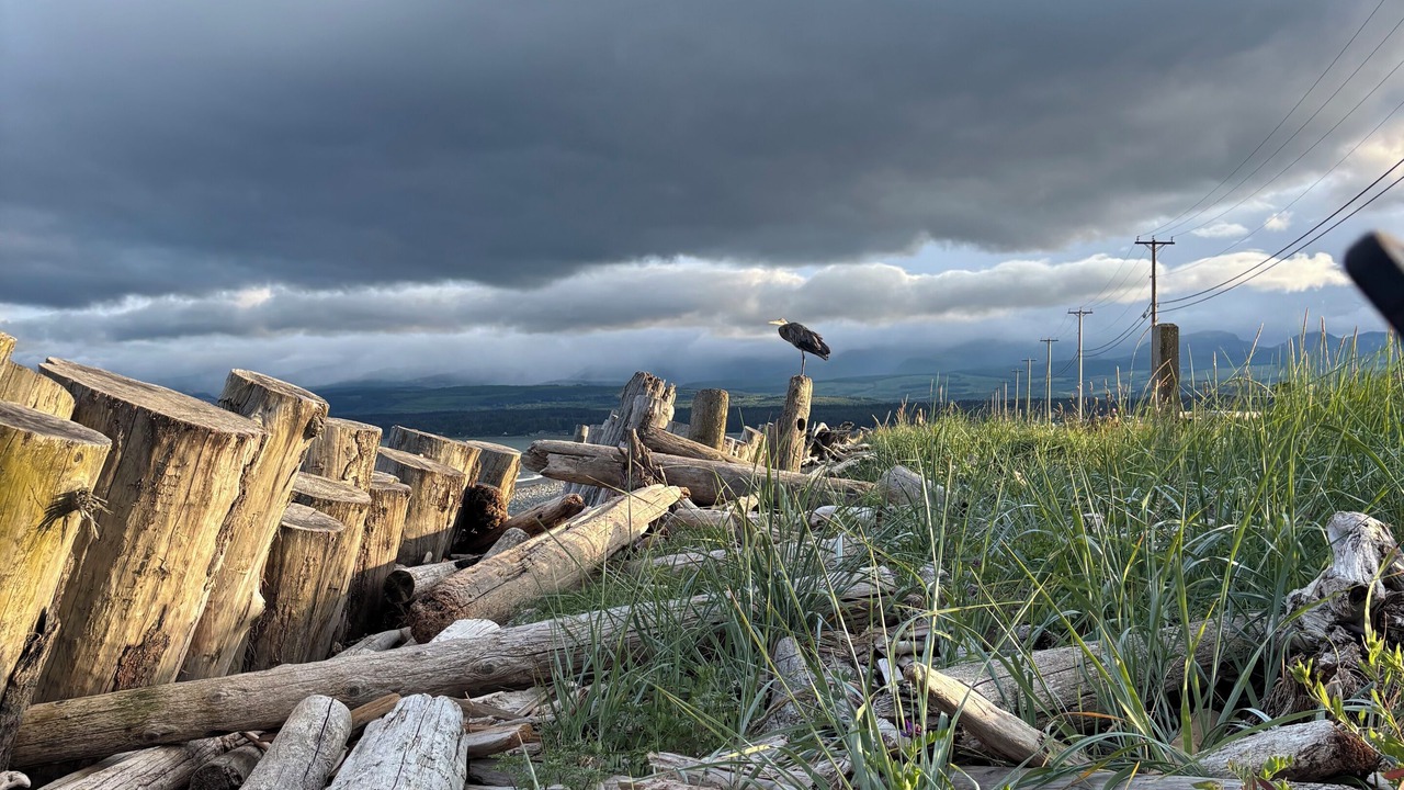 Photo of Others in Comox