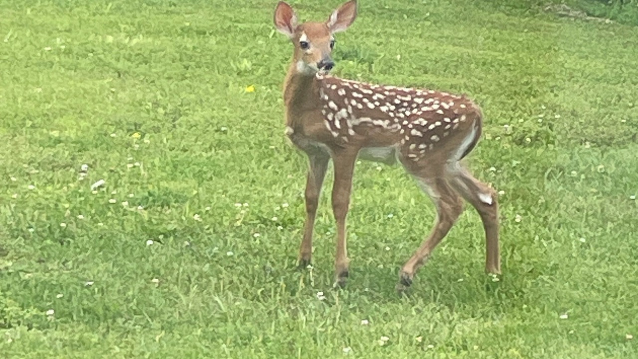 Photo of Others in Valcourt