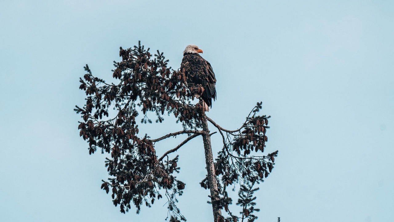 Photo of Others in Ucluelet