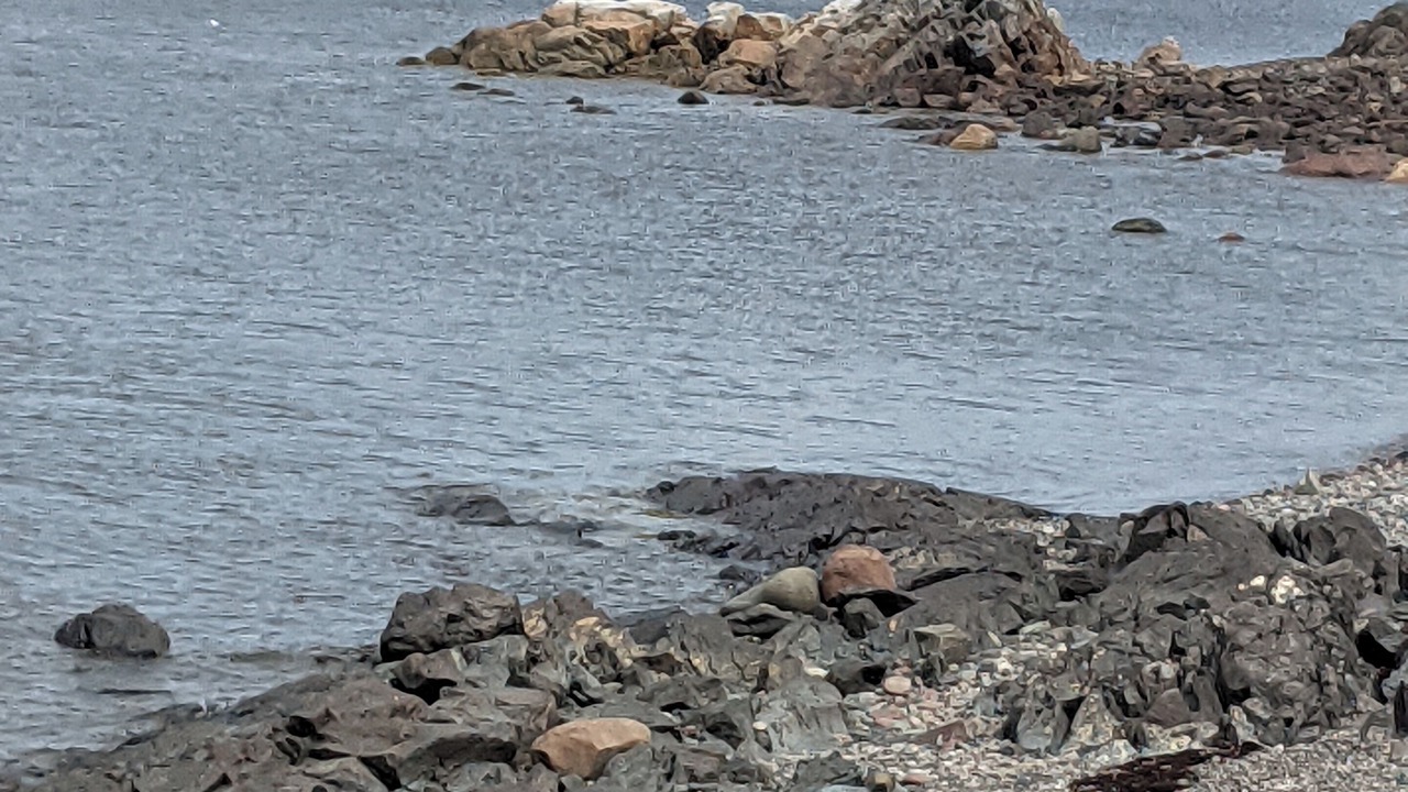 Photo of Others in Newfoundland