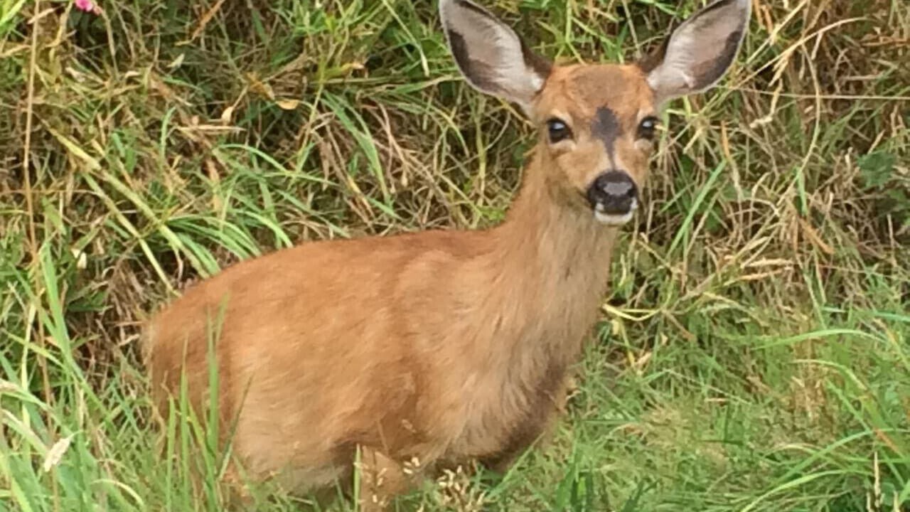 Photo of Others in Bowen Island