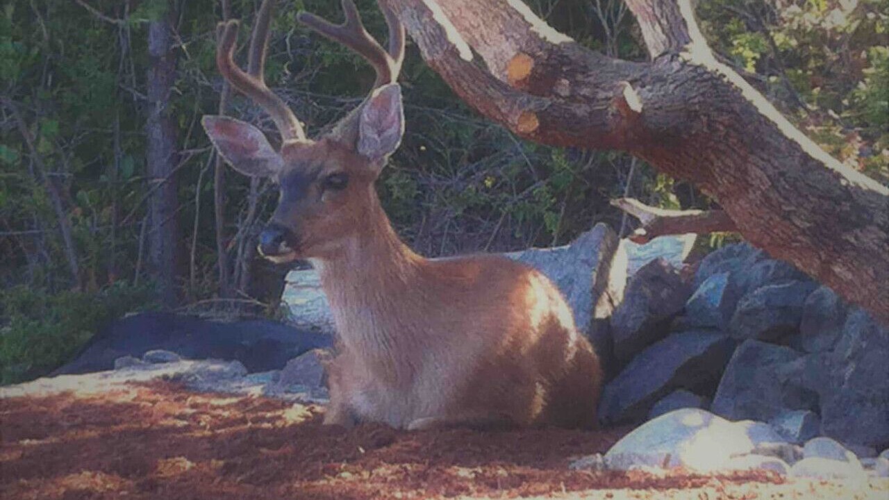 Photo of Others in Ucluelet