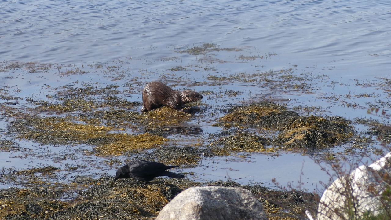 Photo of Others in Guysborough County