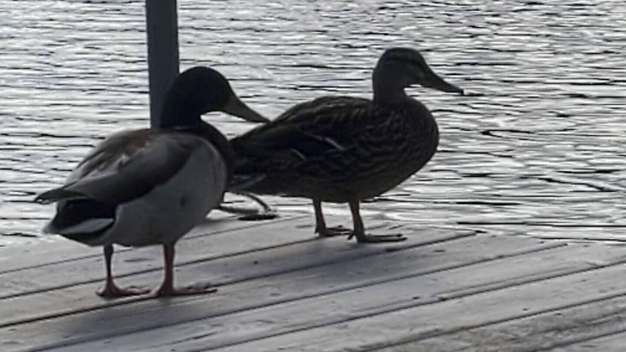 Photo of Others in Amherst