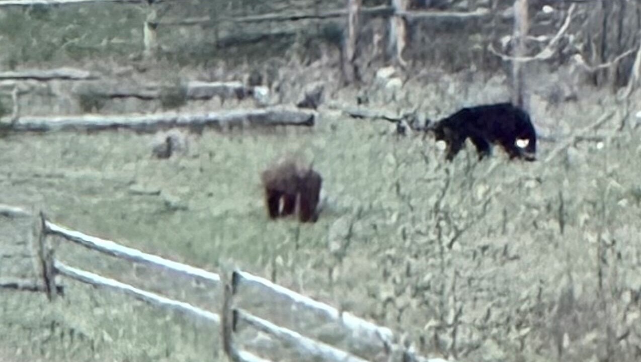 Photo of Others in East Kootenay