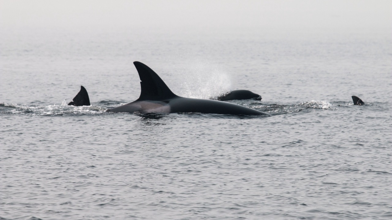 Photo of Others in Salt Spring Island