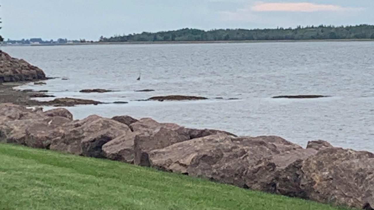 Photo of Others in Shediac Bridge