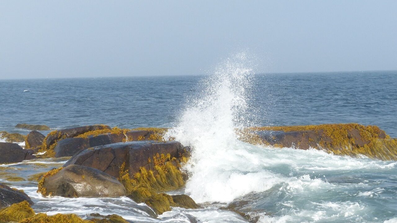 Photo of Others in Shag Harbour
