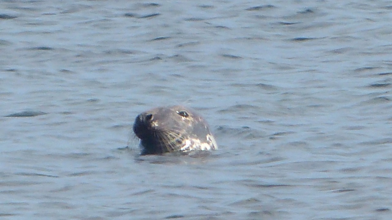 Photo of Others in Shag Harbour
