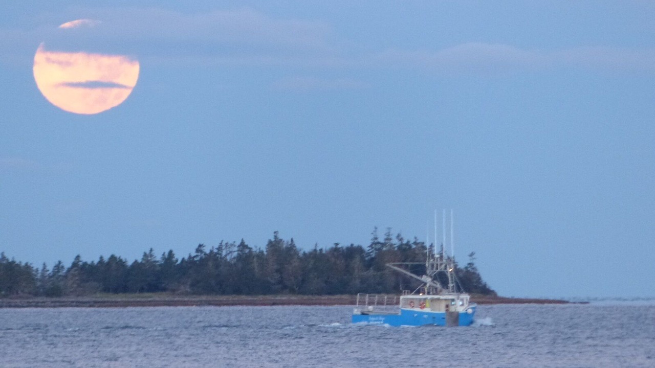 Photo of Others in Shag Harbour