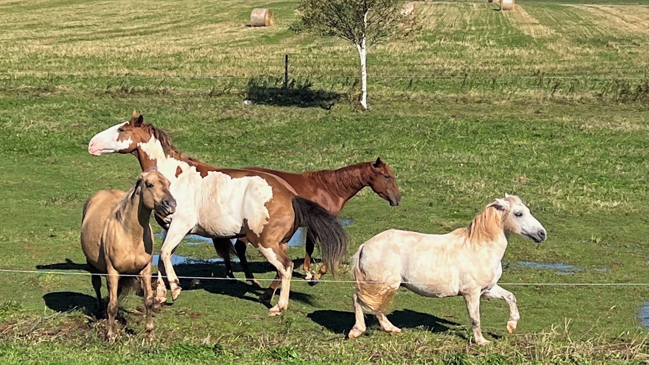 Photo of Others in Lot 8