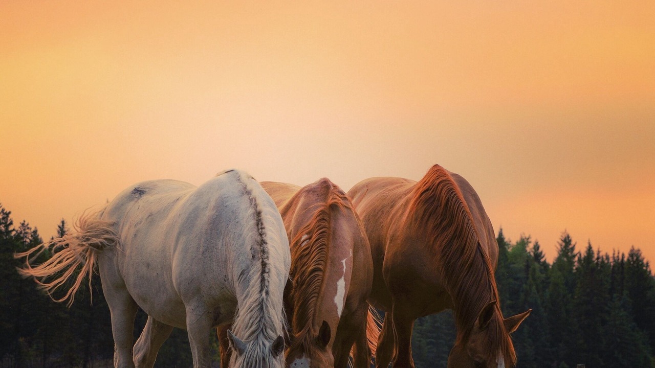 Photo of Others in Cariboo Chilcotin Coast