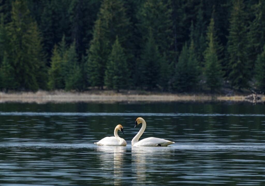 Photo of Others in Cariboo Chilcotin Coast