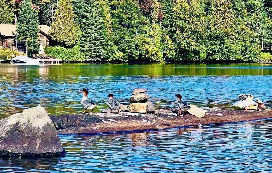 Photo of Others in Lake of Bays