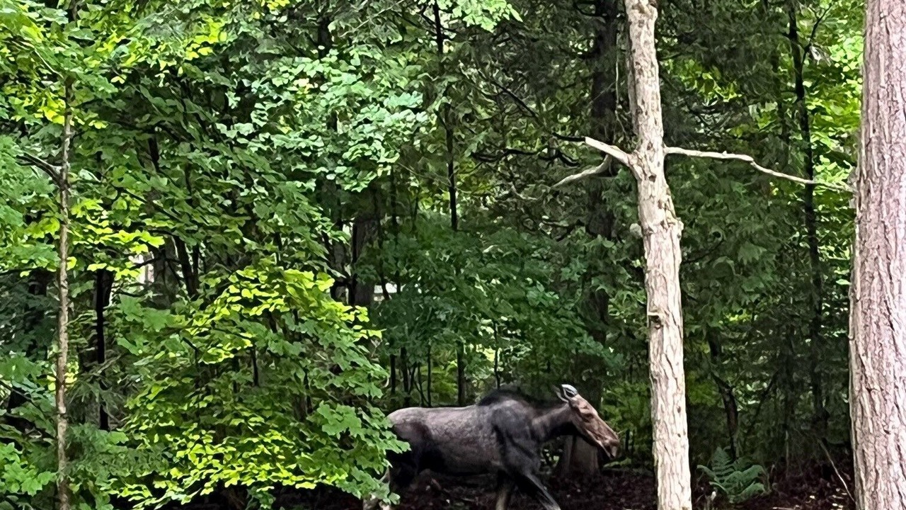 Photo of Others in Lake of Bays