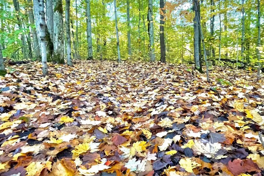 Photo of Others in Lake of Bays