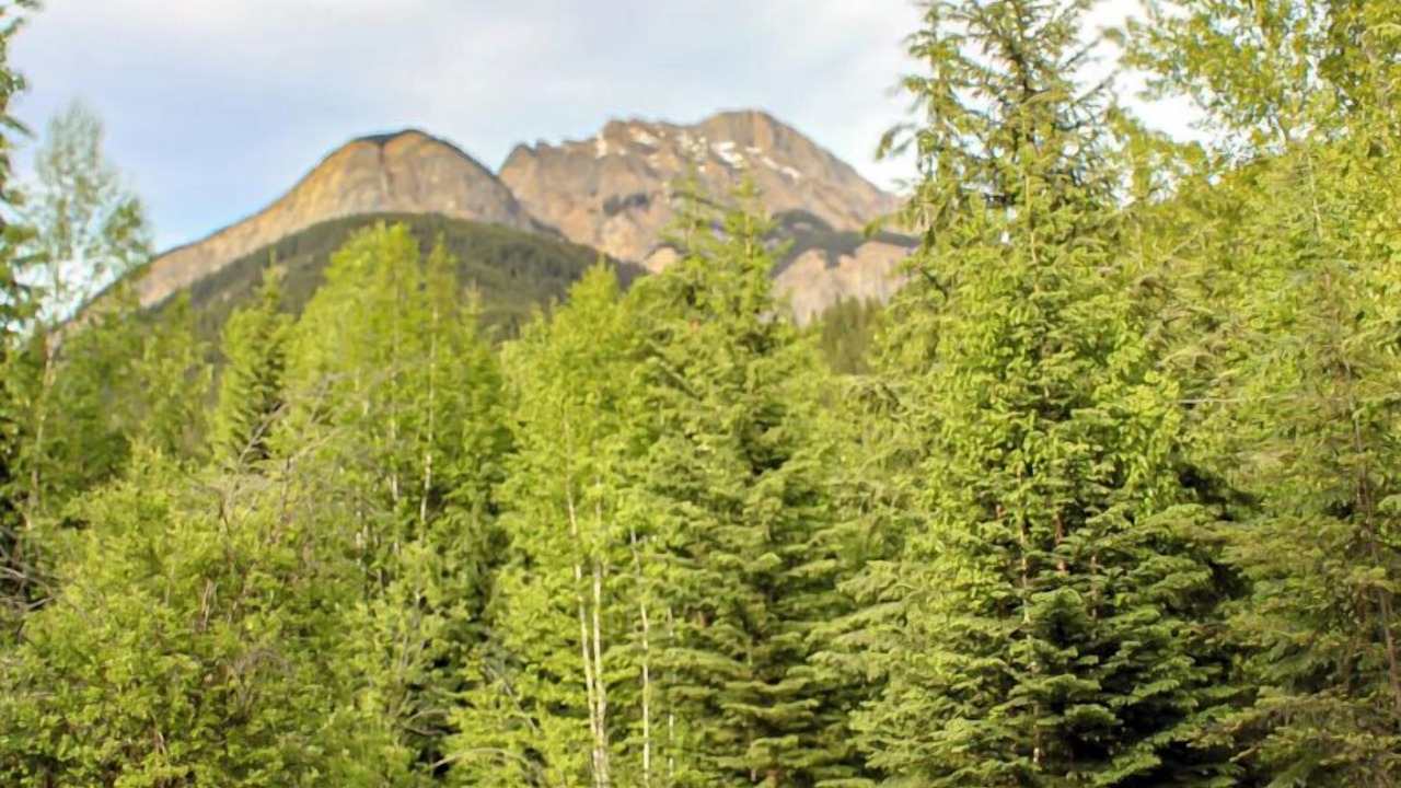 Photo of Outdoor in Blaeberry