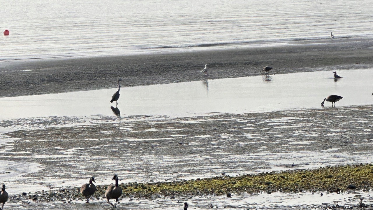 Photo of Others in Departure Bay