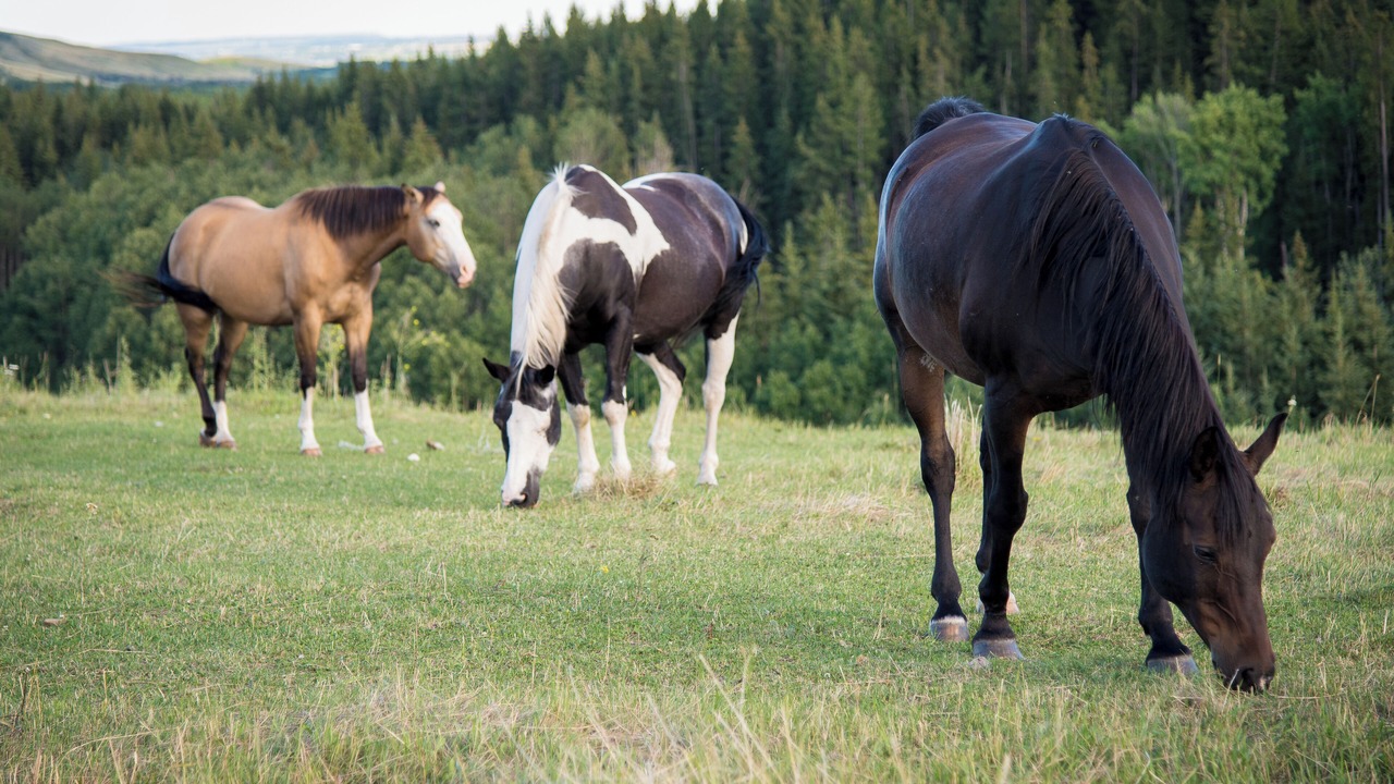 Photo of Others in Cochrane