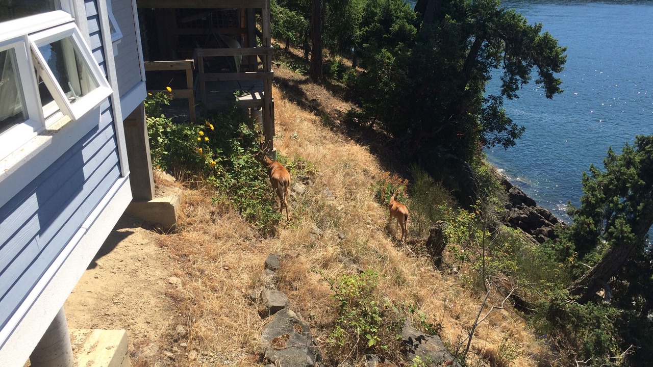 Photo of Outdoor in Pender Island