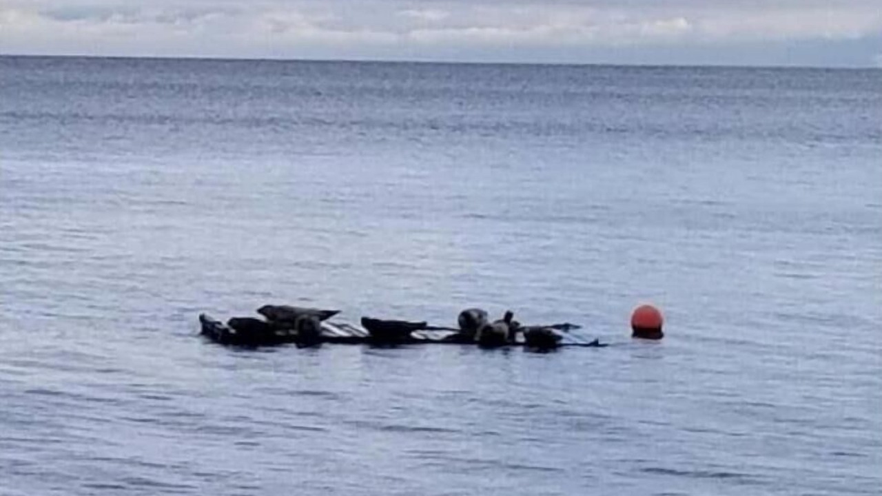 Photo of Others in Sooke