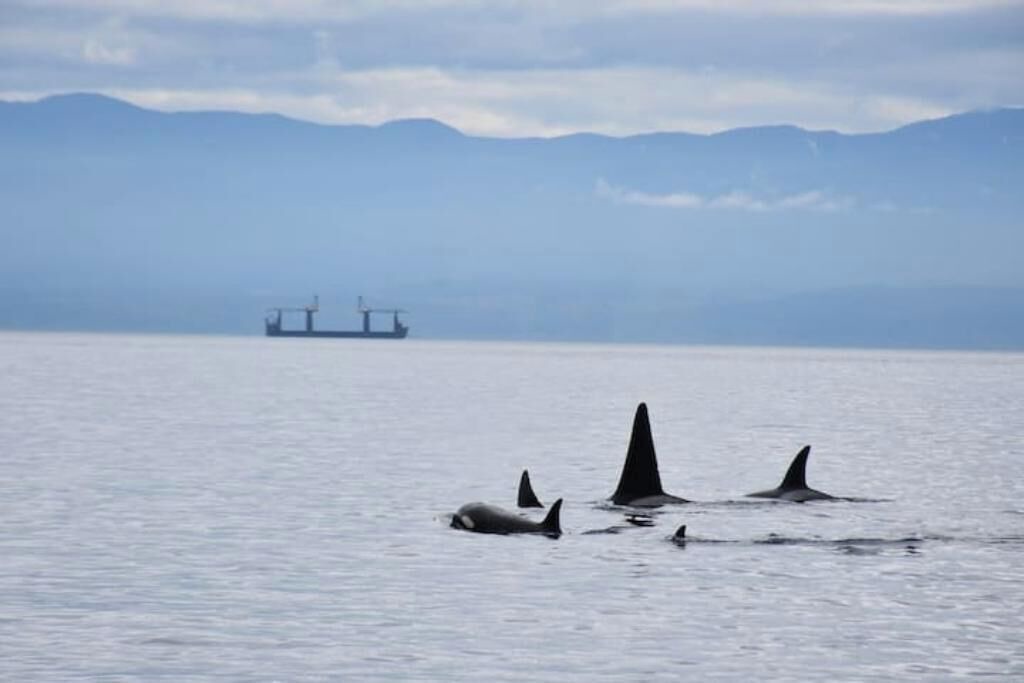 Photo of Others in Sooke