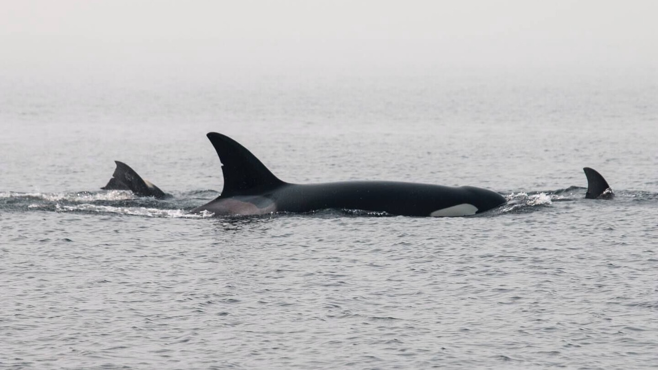 Photo of Others in Gulf Islands