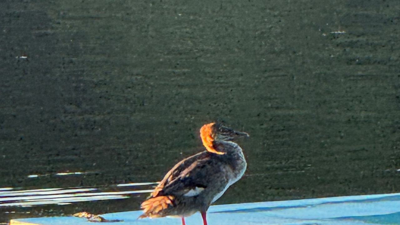 Photo of Others in Tay Valley