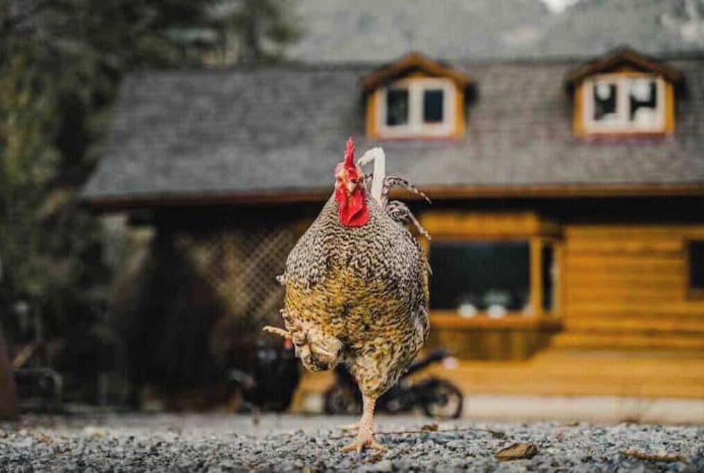 Photo of Others in Squamish
