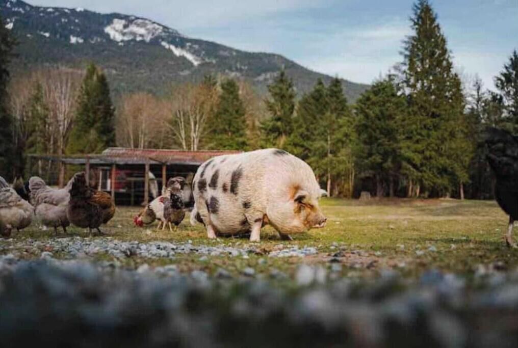 Photo of Others in Squamish
