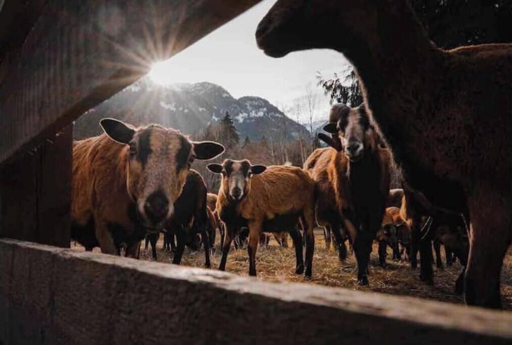 Photo of Others in Squamish