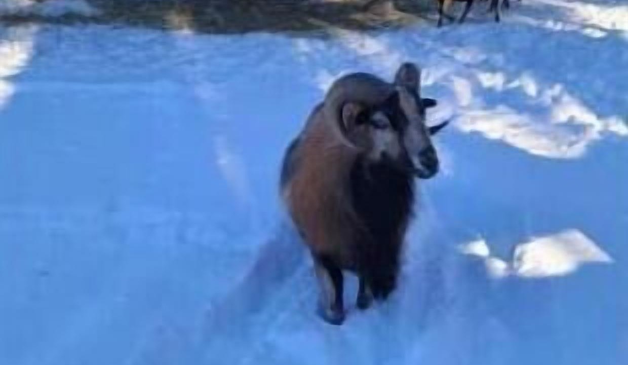 Photo of Others in Squamish