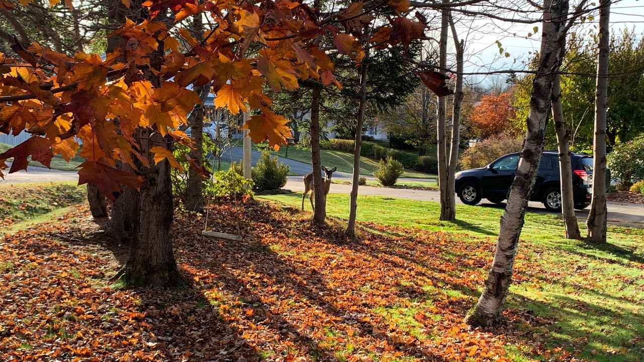 Photo of Outdoor in Quispamsis