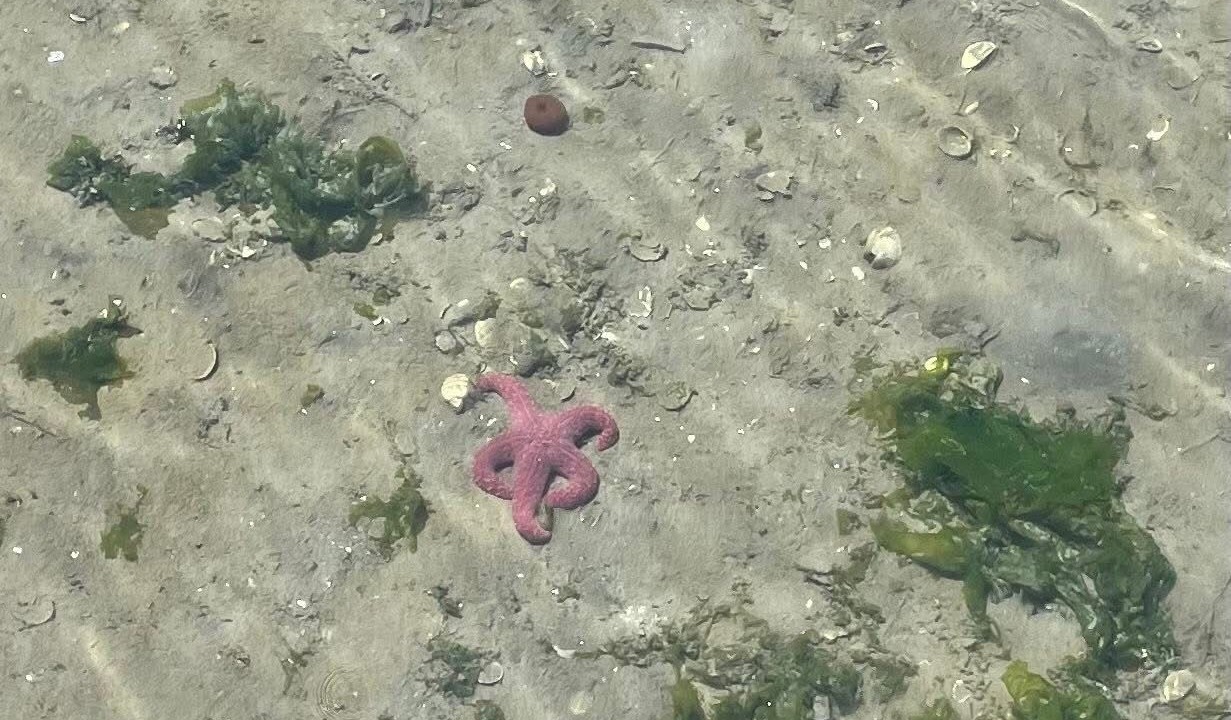 Photo of Others in Sooke