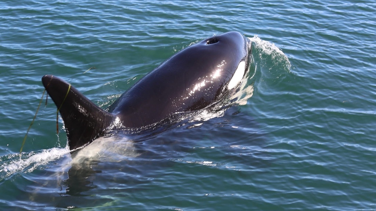 Photo of Others in Sooke