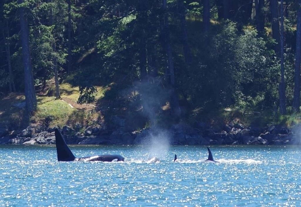 Photo of Others in Sooke