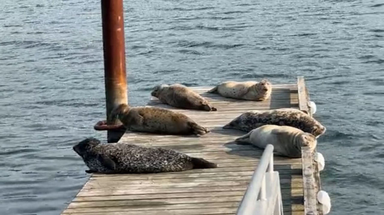 Photo of Others in Sooke