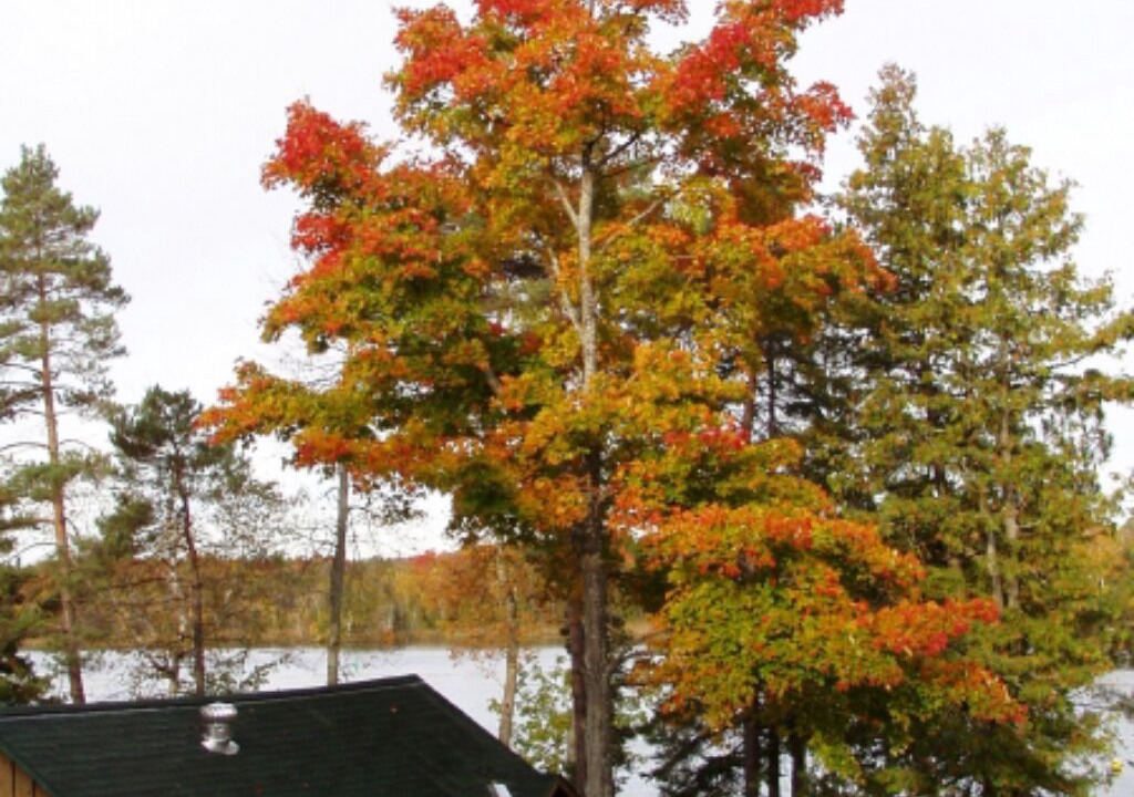 Photo of Others in Lakefield
