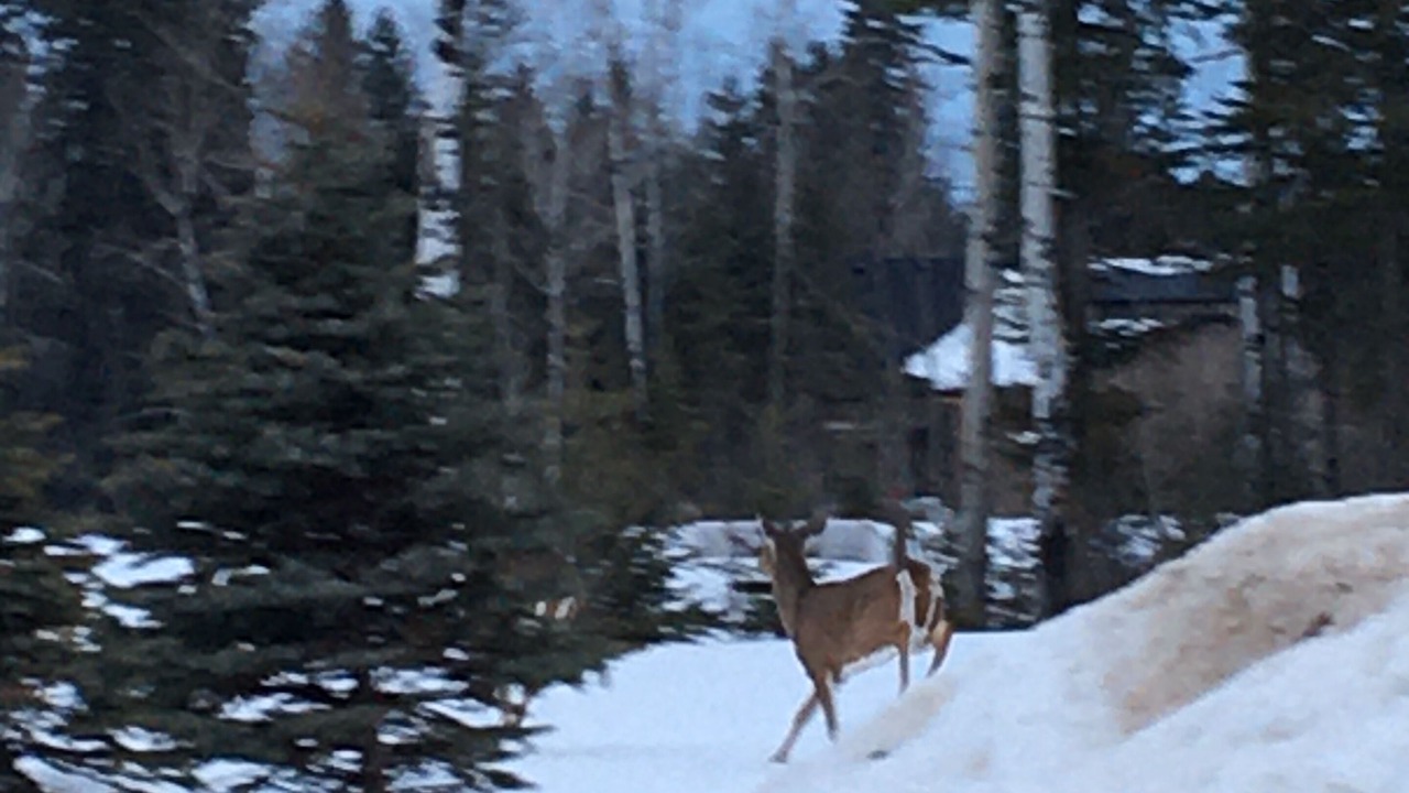 Photo of Others in Candle Lake